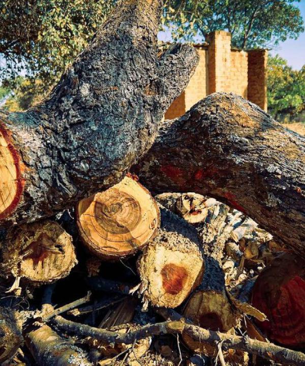 Albania Fuelwood