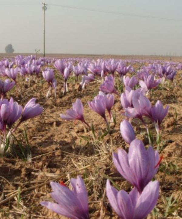 Saffron Farmers and Enterprise Survey